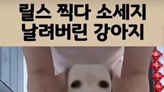 릴스찍다 소세지 날린 강아지 표정