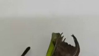 잎흉내거미