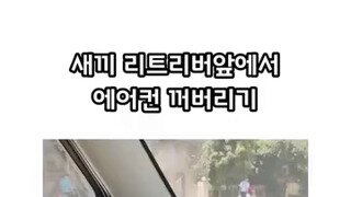에어컨 맛을 알아버린 아기 리트리버