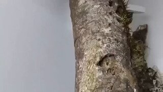 벌레 먹는 나무