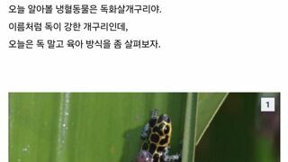 특이한 독화살 개구리의 양육방식