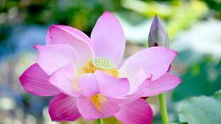 연꽃 사진 몇 장