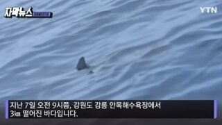동해 해변근처 상어출몰 급증