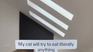 눈에 보이는건 다 먹으려고 한다는 냥이.gif