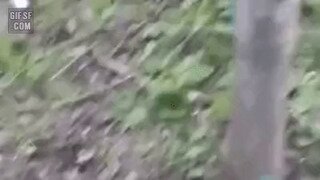 신세계를 알아버린 곰