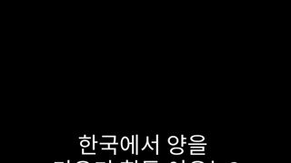 빅웃음 주의)  한국에서 양을 키우기 힘든 이유를 아시나요?