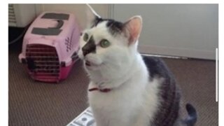 여기 고양이와 200만 달러가 있습니다.jpg