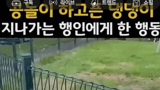 공놀이하고싶은댕댕이가 지나가는인간붙잡기