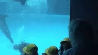 돌고래와 인간이 반대인 점