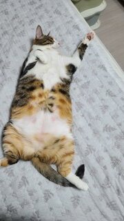 심심한 아침에 냥냥이