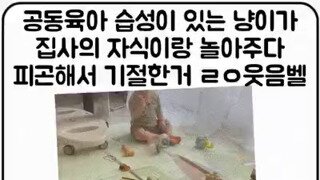육아에 지친 고양이