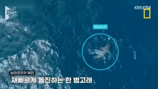 백상아리 허리 끊어버리는 60세 할머니