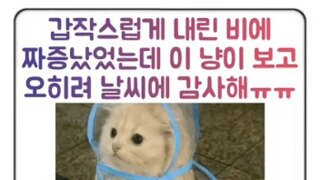 우비를 입은 산책냥이