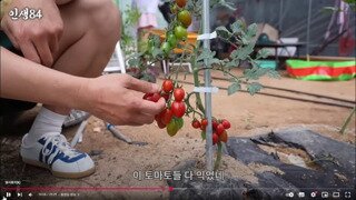 기안84가 방울토마토 먹는 방법.mp4