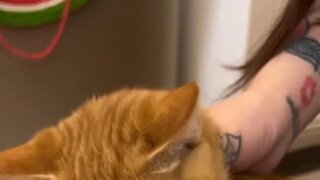 고양이 목에 레이저포인터 달기