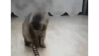 도미노 건드리고 당황한 ㅈ냥이