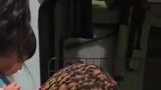 애완 부엉이