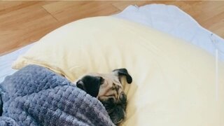 아 ㅅㅂ 강아지랑 키스함