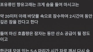 향유고래 수면법