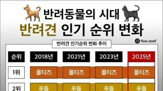댕댕이 인기순위 변화