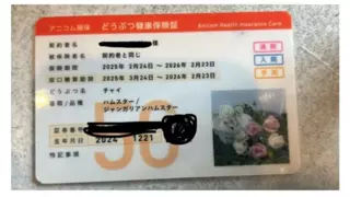 일본 펫샵은 햄스터를 사도