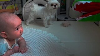 보다가드