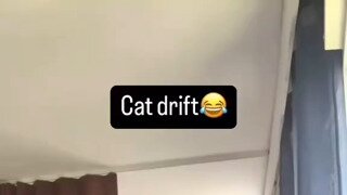 레이싱 고양이(소리있음)