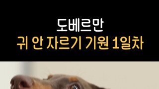 개통령이 제발 좀 하지 말라고 하는 거