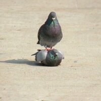 스티커 이미지