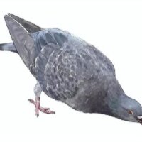 스티커 이미지