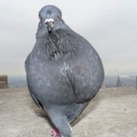 스티커 이미지