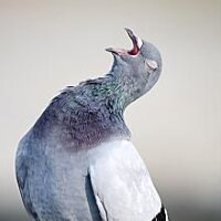 스티커 이미지