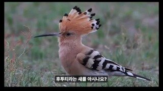 새끼를 다른 새끼에게 먹이로 주는 새.jpg