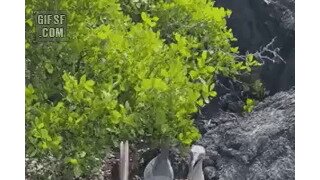 푸른발얼가니새 (Blue-footed booby).mp4...