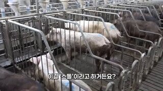 돼지들을 좁은곳에 가둬놓고 키우는 이유.mp4...