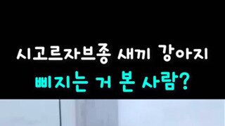돼지바 나이 판독기 .jpg