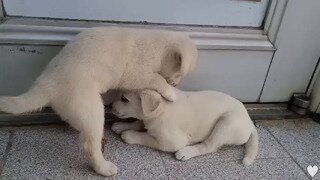 잘 놀다가 갑자기 방전된 강아지.mp4...