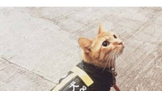 떼국의 위장 취업