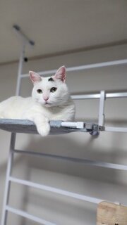 제 고양이 쇼츠 업로드 해봤습니다
