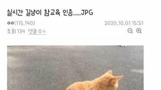 길거리 기강좀 잡고왔다