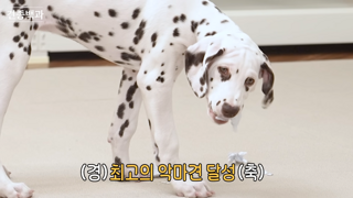 강형욱 피셜 악마견 원탑
