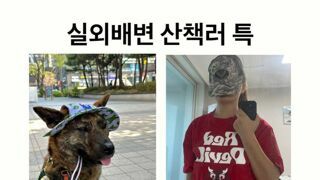 실외배변견 산책러 특징
