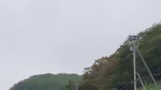 약혐) 사슴 사냥하는 곰