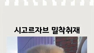 너무 위험한 시골댕댕이
