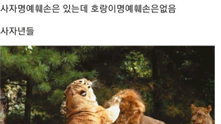 사자만 있고 왜 호랑이는 없음?