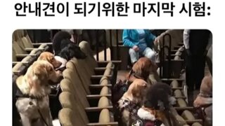 안내견이 되는 마지막 시험.jpg