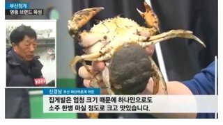 현재 외래종 때문에 난리라는 부산 근황