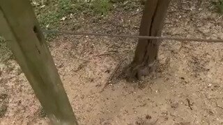 다람쥐한테 함부로 손을 내밀면 안 되는 이유.mp4...