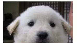 진돗개 색깔별 모습