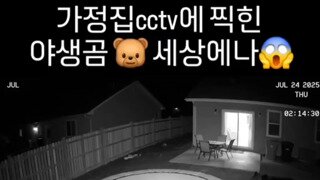 가정집 CCTV에 찍힌 야생곰.mp4...